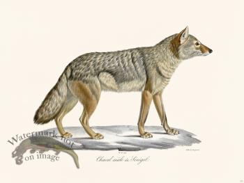 Cuvier 171 Jackal Of Senegal